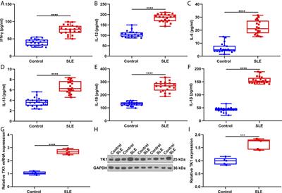 Identification of Novel Immune Cell-Relevant Therapeutic Targets and Validation of Roles of TK1 in BMSCs of Systemic Lupus Erythematosus